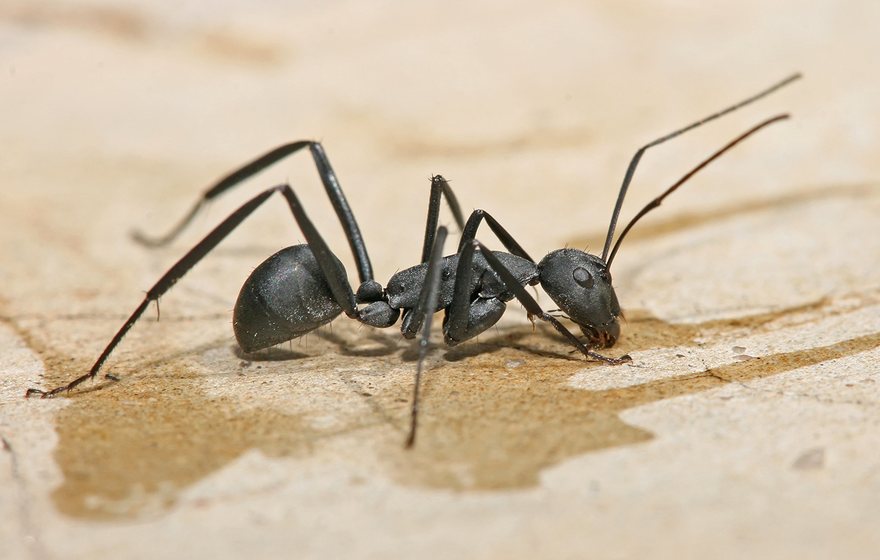 Carpenter ant, a common East Lansing home pest