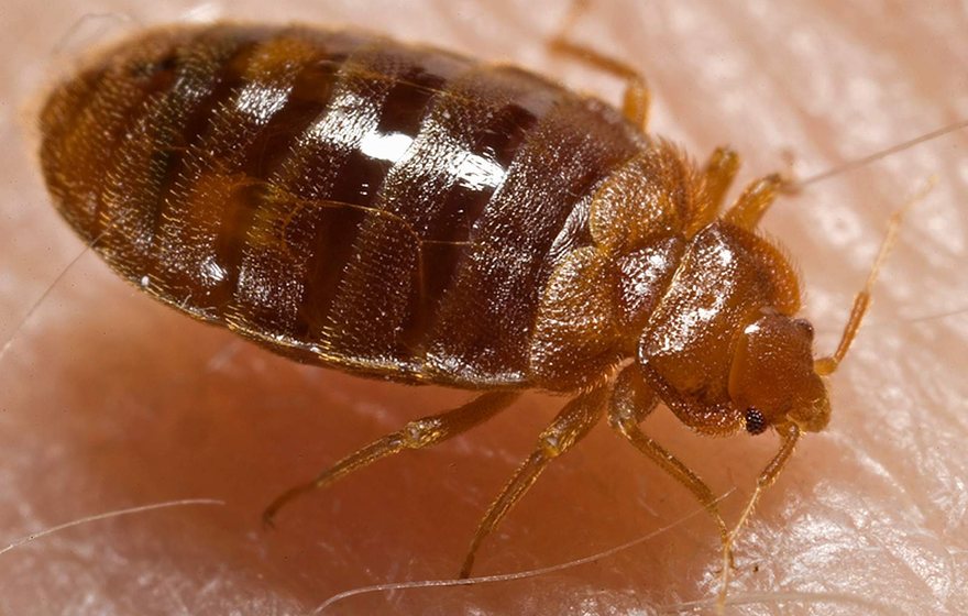 Bed bug on a mattress seam in an East Lansing home