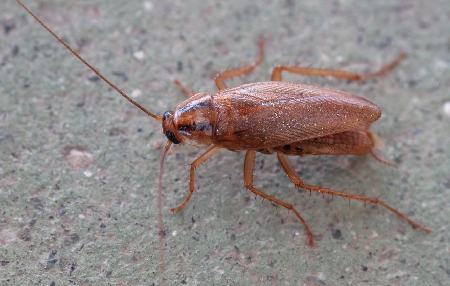 German cockroach, a kitchen and shared-housing pest in East Lansing