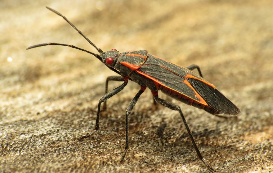 Boxelder bug, a Michigan fall invader that pushes indoors to overwinter