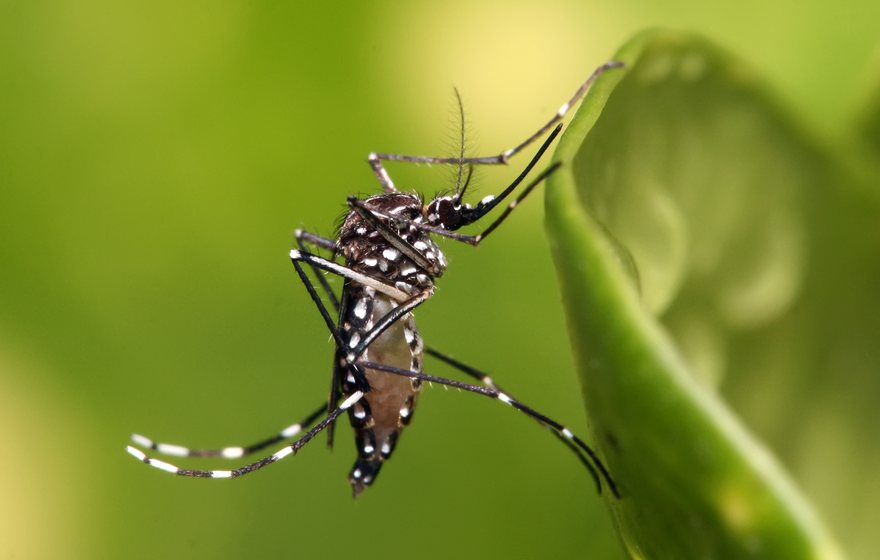 Mosquito on skin, a summer pest in East Lansing yards