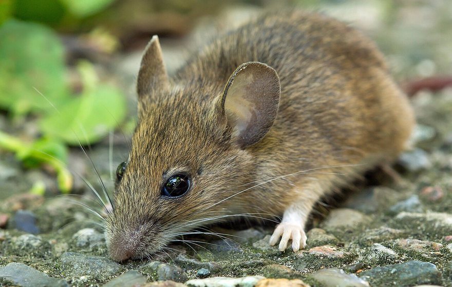 House mouse near a foundation gap on an East Lansing home