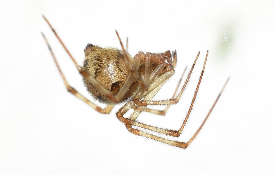 Common house spider in an East Lansing basement corner