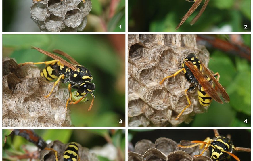 Paper wasp nest, a summer pest around East Lansing homes
